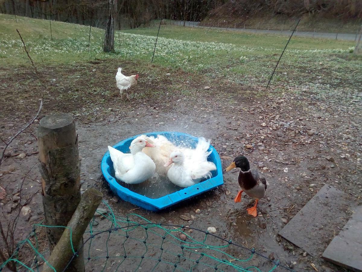 Ferienwohnung Auf Dem Lechsberg Fuchstal Esterno foto